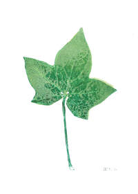 Monoprint of a leaf by artist printmaker Diane Young