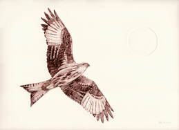 Collagraph print of red kite bird by artist Diane Young